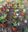 KINGLAKE 100 Pcs 6 x10cm Plastic Plant T-Type Tags Nursery Garden Labels