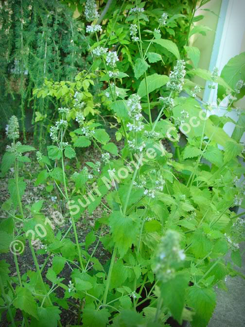 Killer Catnip Seeds! With FREE Instruction Card! Potent Pacific NW Giant Plant!