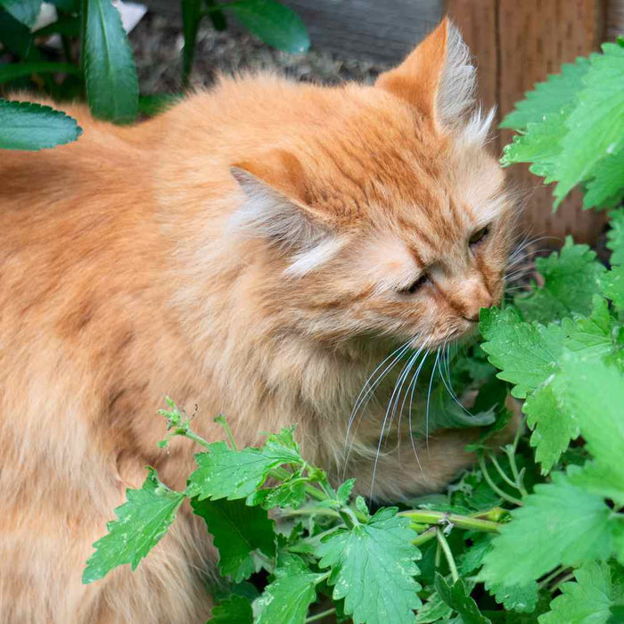 Killer Catnip Seeds! With FREE Instruction Card! Potent Pacific NW Giant Plant!